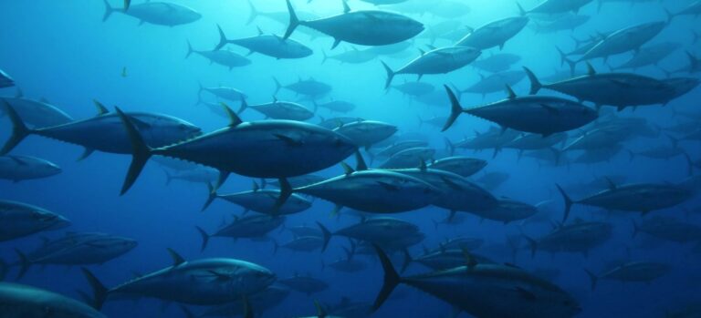 Consell y Save the Med colaboran en sa Dragonera
