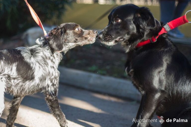 Se reduce la entrada de perros en Son Reus en un 33%