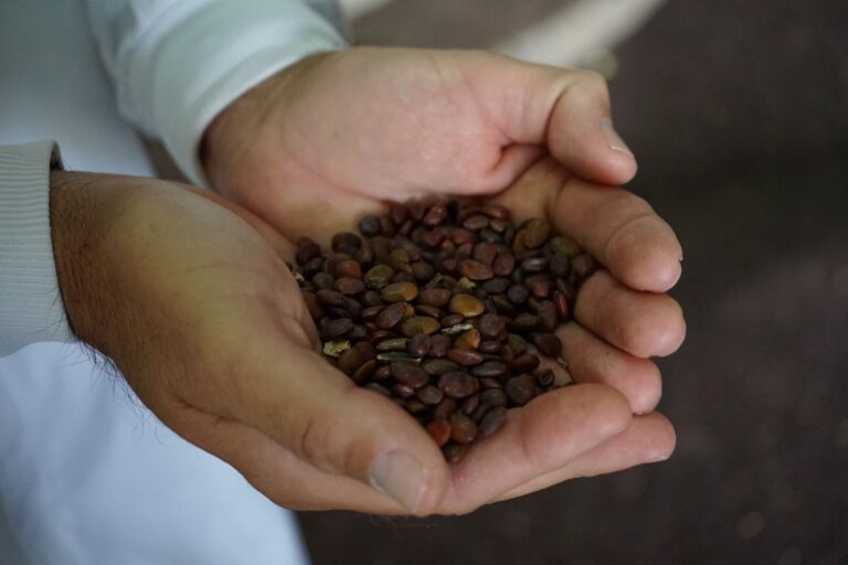 CAROB S.A. Goma de garrofín, el espesante vegetal