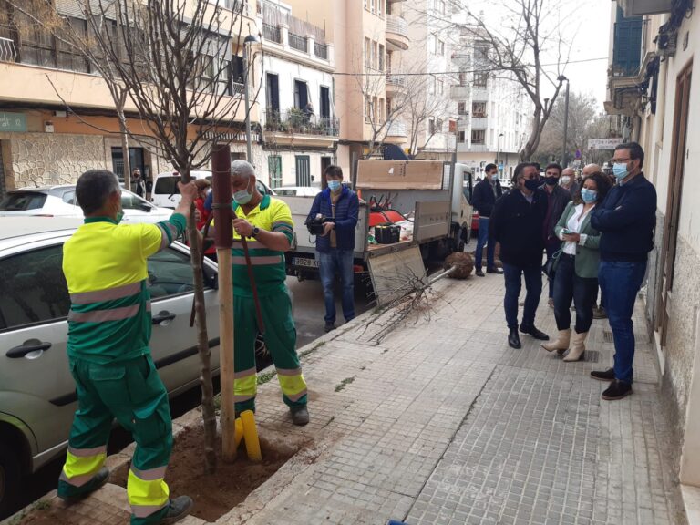 Se sembrarán 2000 árboles en las calles y plazas de Palma