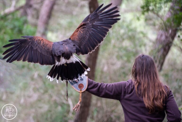 Coaching y Psicología emocional con aves rapaces y caballos
