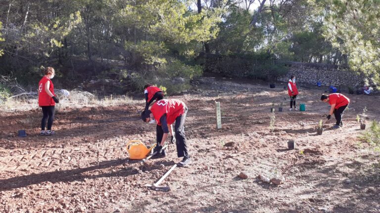 Cort, Medi Ambient y Cruz Roja reforestan el bosque de Bellver