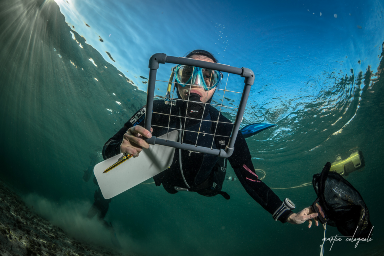 Se investiga el impacto de un alga invasora en aguas de Cabrera