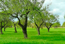 Agricultura del siglo XXI en un escenario de cambio global