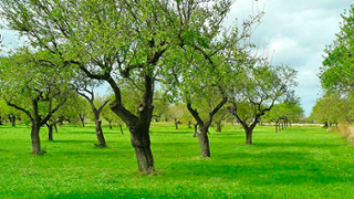 Agricultura del siglo XXI en un escenario de cambio global