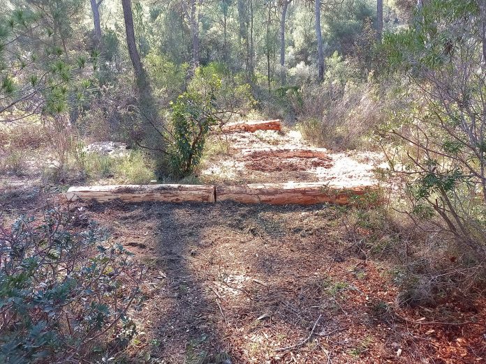 184 árboles en Bellver gracias a la campaña de reforestación