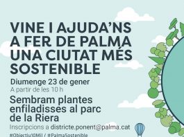 sembra popular de plantes enfiladisses