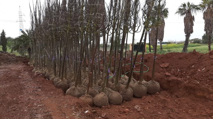 Empieza la siembra de más de 100 árboles en sa Riera