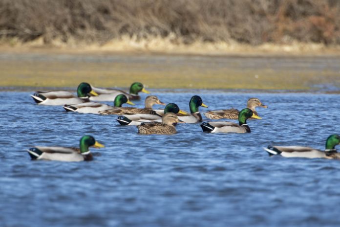 Más de 26.000 aves acuáticas en el censo invernal en las Islas Baleares