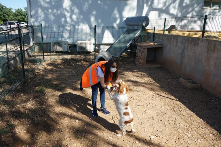 Convenios para promover las adopciones de animales de compañía