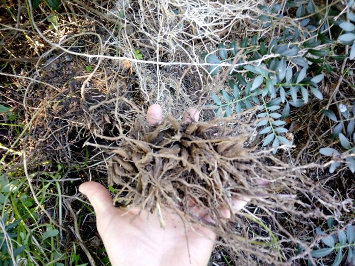 Planta invasora en los bosques de Bellver