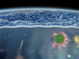 El congreso Microscale Ocean Biophysics llega a Mallorca