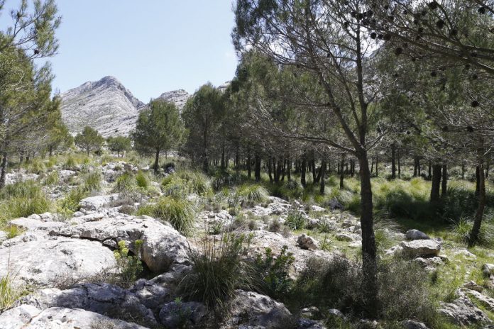 Son Torrella, ejemplo de preservación y dinamización de los espacios naturales