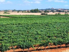 El Consell apoya a los productores mallorquines de vino y anima a seguir su ejemplo