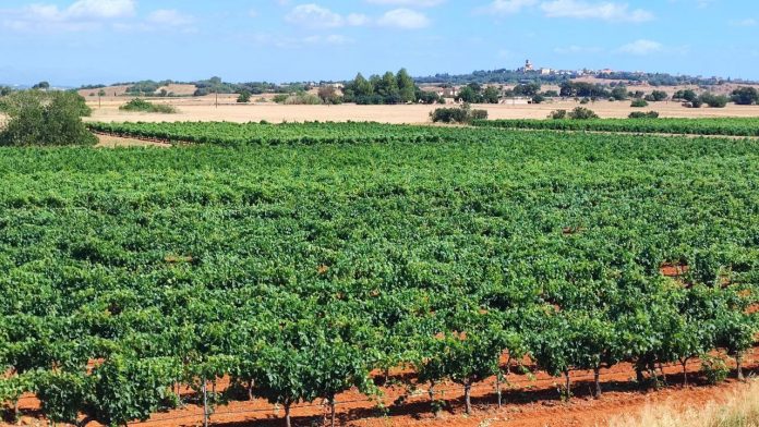 El Consell apoya a los productores mallorquines de vino y anima a seguir su ejemplo