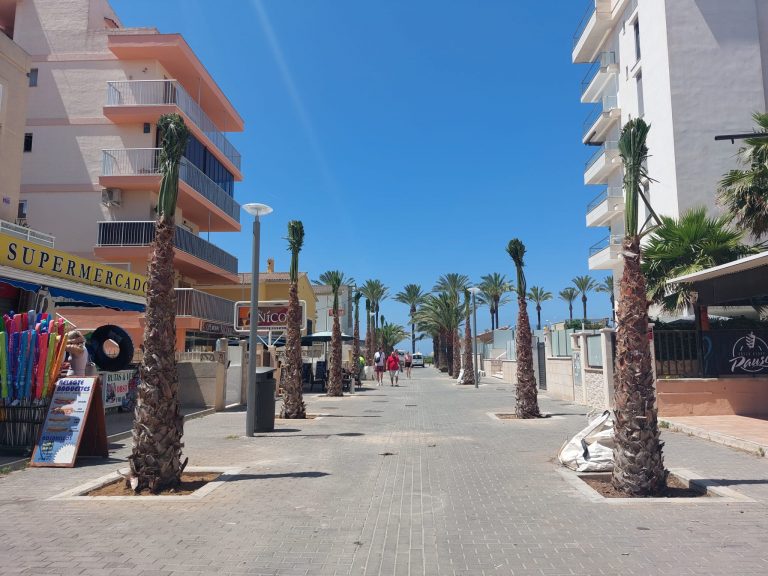 Plantación de más de cien palmeras en diferentes calles de Playa de Palma