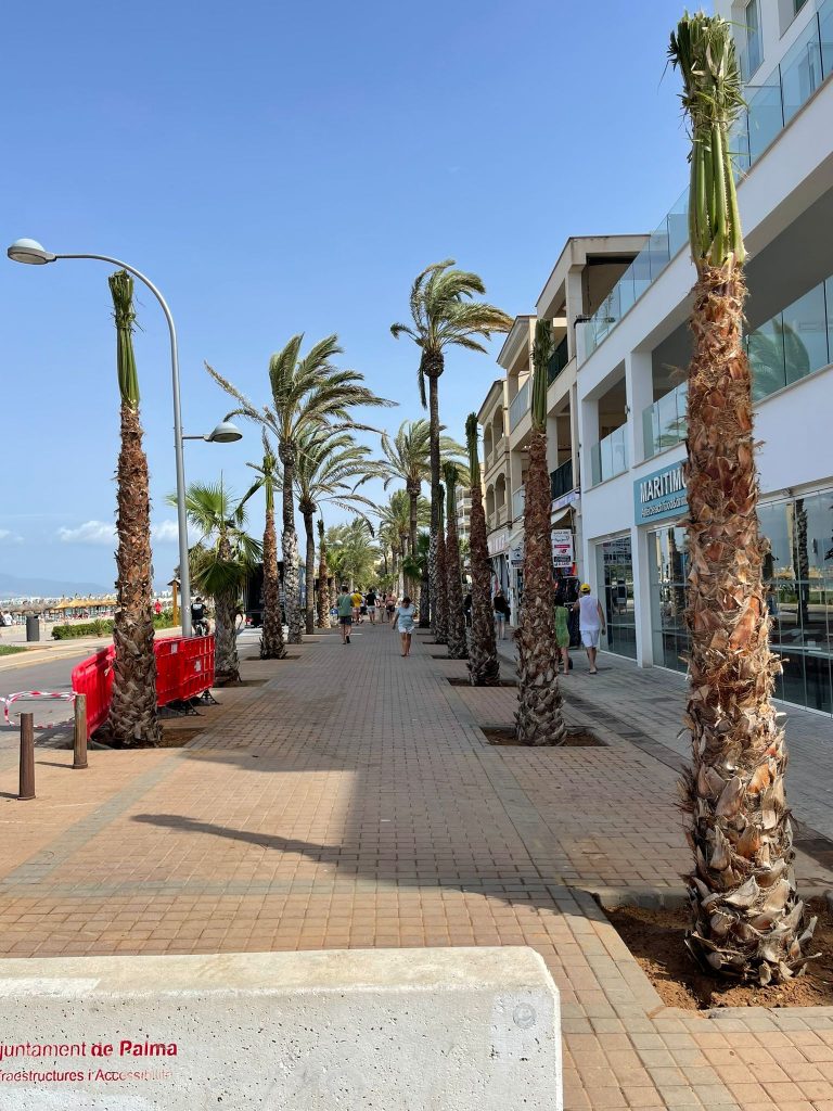 200 nuevas palmeras en Platja de Palma, Can Pastilla i el Molinar