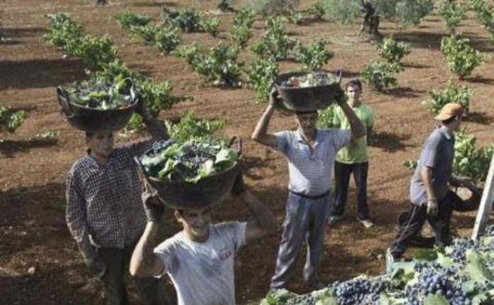 Agricultores y ganaderos pueden acogerse a las reducciones