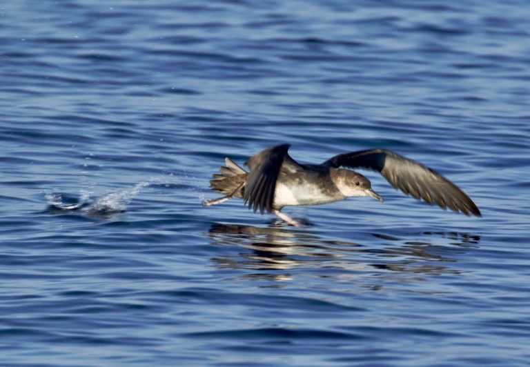 Es un ave endémica del Mediterráneo y la más amenazada de Europa