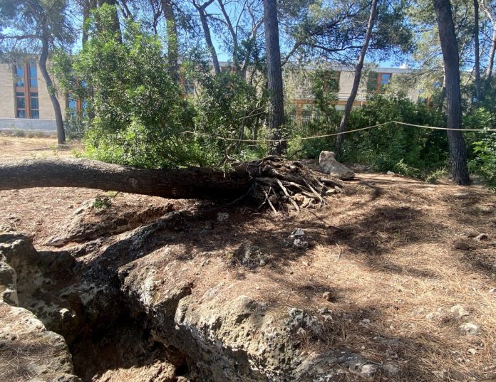 rabajos de adecuación en la cueva prehistórica de Son Caulelles, en Pòrtol, y su entorno