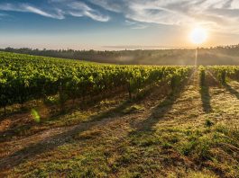 107,4 millones de euros para programas vitivinícolas