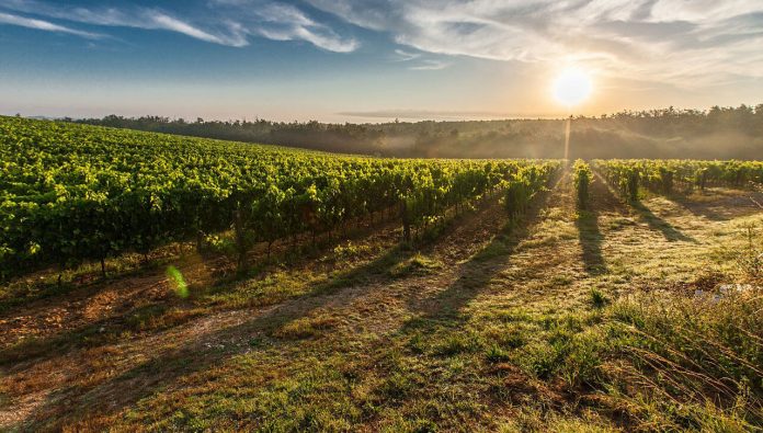 107,4 millones de euros para programas vitivinícolas