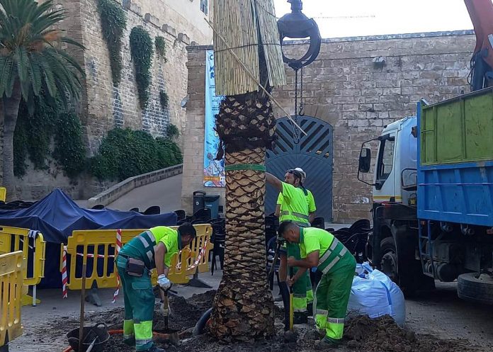 Arriben noves palmeres a la zona ses Voltes