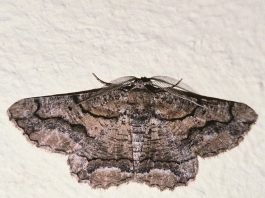 Se encuentran 19 nuevas especies de mariposas nocturnas en el Parque Natural de sa Dragonera