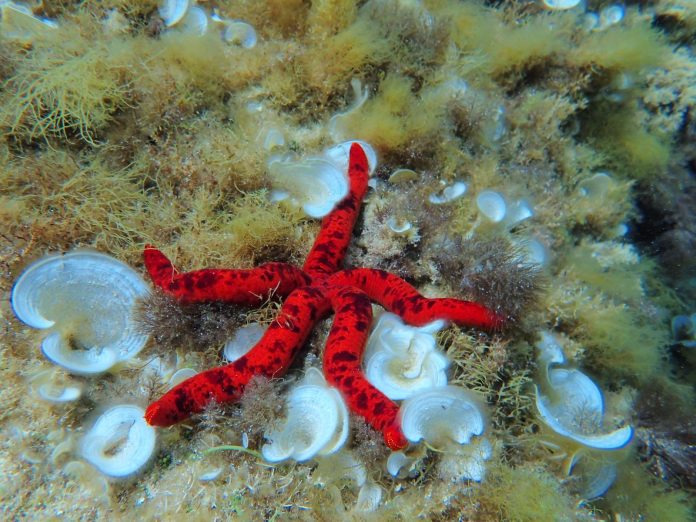 El Parque Natural de sa Dragonera promueve la ciencia ciudadana