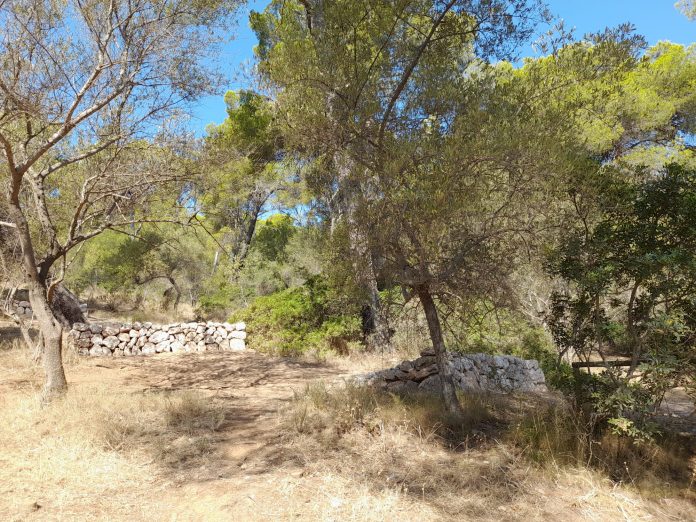 El bosque de Bellver delimita y señaliza los caminos y senderos