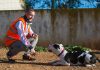 2 millones de euros a modernizar el Centro Sanitario de Protección Animal de Son Reus de Palma 244 perros y 214 gatos han salido en adopción del Centro de Bienestar Animal de Son Reus