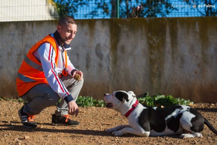 244 perros y 214 gatos han salido en adopción del Centro de Bienestar Animal de Son Reus