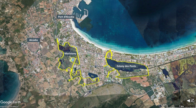 Proyecto para restaurar el corredor ecológico de zonas húmedas de la bahía de Alcúdia