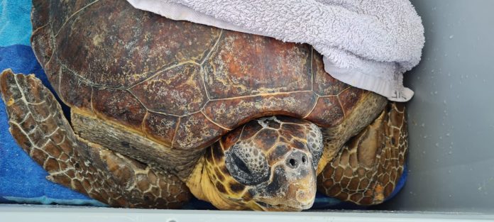 El 75% de las tortugas rescatadas este año estaban enmalladas con plásticos