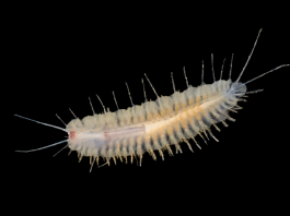 Descubierto un nuevo género y especie de gusano cavernícola en una cueva costera de la bahía de Alcúdia
