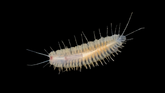 Descubierto un nuevo género y especie de gusano cavernícola en una cueva costera de la bahía de Alcúdia