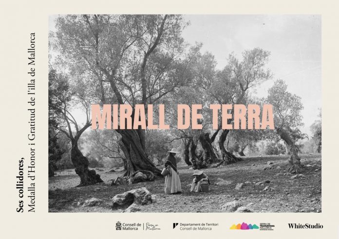 El Consell estrena Mirall de Terra, un documental sobre les Collidores d'oliva