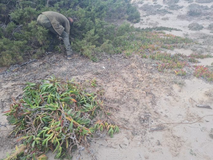 El COFIB retoma el proyecto de erradicación del Carpobrutus en Formentera