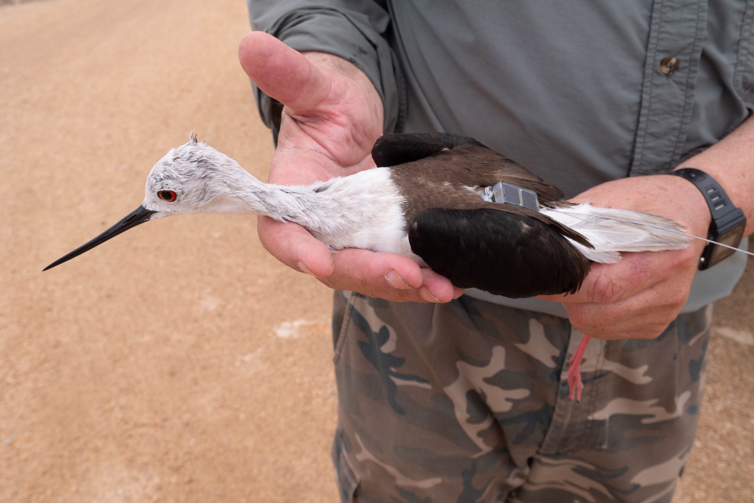El estudio más completo de avifauna de Es Trenc pone de relieve la importancia del Parque Natural en las rutas migratorias de varias especies