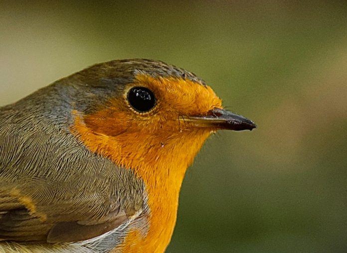 El Parque Natural de Sa Dragonera finaliza con éxito la campaña de estudio de la migración de otoño