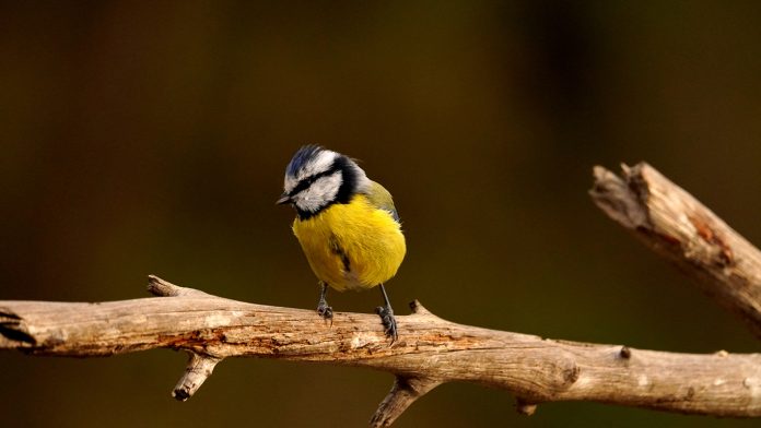 Primera 'Guia dels Ocells dels Boscos de les Illes Balears'