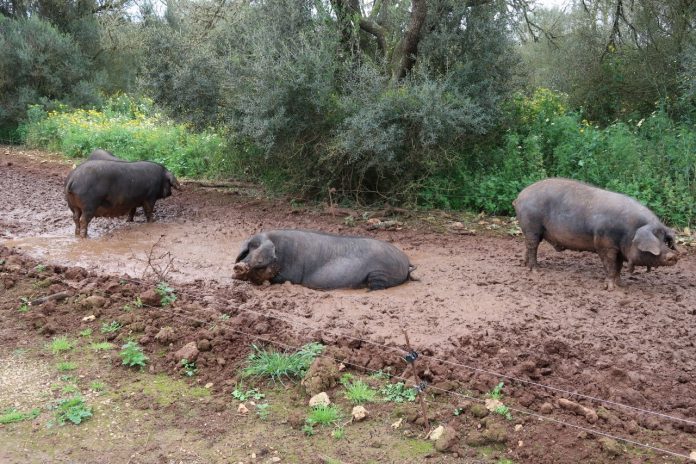 El FOGAIBA abona más de 63 millones de euros en ayudas al sector primario y agroalimentario durante el 2022