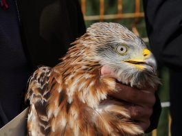 El COFIB atiende más de 6.500 animales en las Illes Balears durante 2022