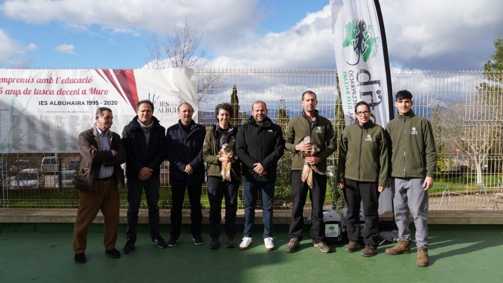 El conseller de Medio Ambiente y Territorio, Miquel Mir, y el director general de Espacios Naturales y Biodiversidad, Llorenç Mas, han participado, este miércoles, en la suelta de dos milanos reales (Milvus milvus) recuperados en el Consorcio de Recuperación de Fauna de las Illes Balears (COFIB). En el acto, también se ha presentado el balance de animales atendidos durante 2022.

Así, los dos ejemplares devueltos al medio natural habían sufrido heridas causadas por disparos. Los dos milanos reales se han marcado para poder hacer un seguimiento y ampliar el conocimiento sobre el comportamiento de esta especie. En total, el COFIB atendió 56 ejemplares de milano en Mallorca y en Menorca durante 2022.

El milano real está catalogado como en peligro de extinción por el RD 139/2011. En la última revisión del Libro Rojo de la UICN de vertebrados de las Illes Balears se clasifica como “Casi amenazada”. En el Libro Rojo de las Aves de España aparece como “En peligro”. A nivel internacional, está incluido en el Anexo 1 de la Directiva de Aves y en el Apéndice 2 de la Convención sobre la Conservación de Especies Migratorias.

Mir ha agradecido la tarea del personal que «trabaja día a día para conservar la biodiversidad de nuestras islas». El conseller ha puesto énfasis en la recuperación de rapaces como el milano, «un indicador del estado de la salud del territorio y la población de la cual ha aumentado considerablemente las últimas décadas gracias a las acciones de conservación».

Igualmente, el conseller ha explicado que, en total en las Illes Balears, el COFIB ha atendido 6.577 animales en sus centros. Por islas, en Mallorca se han atendido 4.916 ejemplares, 4.583 de los cuales eran silvestres y 333 exóticos. En el caso de Menorca han sido 1.364 animales, 1.319 silvestres y el resto exóticos. En cuanto a Eivissa, se han atendido 297 ejemplares, 285 de silvestres y 12 de exóticos.

El ave con más número de entradas ha sido el vencejo en el caso de Mallorca y Menorca y el cernícalo en Eivissa. En cuanto a los mamíferos, en los tres casos la entrada mayoritaria ha sido de erizos (Atelerix algirus), mientras que de reptiles, los que más han llegado han sido la tortuga mediterránea (Testudo hermanni) en Mallorca y Menorca.

Así mismo, en Mallorca han entrado 47 ejemplares de especies en peligro de extinción: 40 milanos, 6 águilas perdiceras (Aquila fasciata) y una pardela balear (Puffinus mauretanicus). En cuanto a especies vulnerables, han atendido 58 ejemplares, mayoritariamente tortugas moras (321), 28 de pardela cenicienta (Calonectris diomedea), 15 de gaviota de Audouin (Ichthyaetus audouinii) ,9 de cormorán moñudo (Phalacrocorax aristotelis), 3 de águila pescadora (Pandion haliaetus), dos de buitre (Aegypius monachus) y uno de colirrojo real (Phoenicurus phoenicuru).

En el caso de Menorca, se han contabilizado veinte entradas de especies en peligro de extinción, que corresponden a 16 ejemplares de milano real y 4 de pardela balear. De vulnerables han entrado 24, donde destaca el cormorán moñudo (9), seguido de la pardela cenicienta (6) y gaviota de Audouin (5). También se han recibido dos ejemplares de miloca (Neophron percnopterus), uno de águila pescadora y otro de abejaruco común (Merops apiaster).

En Eivissa, ha entrado un ejemplar de pardela balear, así como 14 correspondientes a especies vulnerables: 13 de gaviota de Audouin y un cormorán moñudo._1