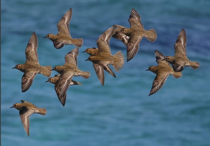 Los humedales protegidos concentran más de 60 especies distintas