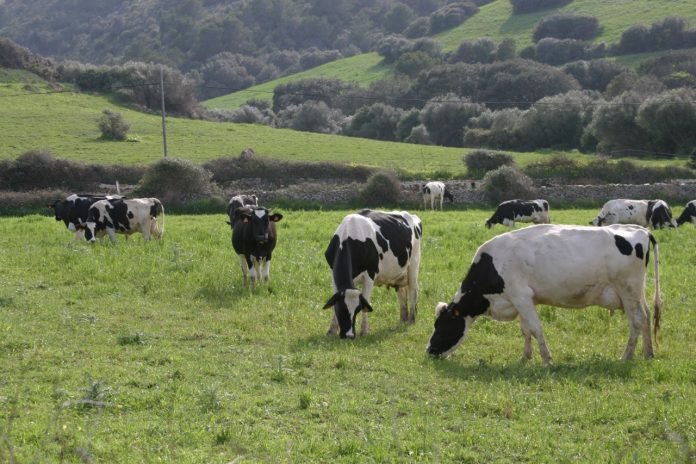 Balears como zona libre de tuberculosis bovina