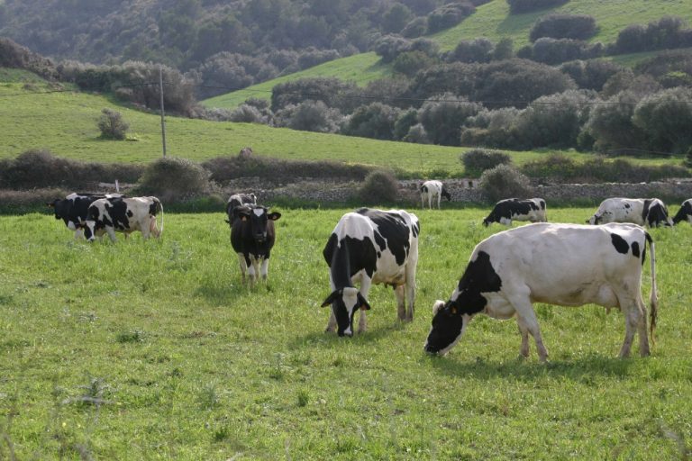 Balears como zona libre de tuberculosis bovina