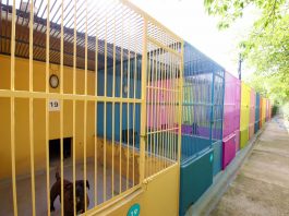 El 93% de los perros y el 72% de los gatos que llegan a Son Reus salen adoptados o recuperados por sus familias