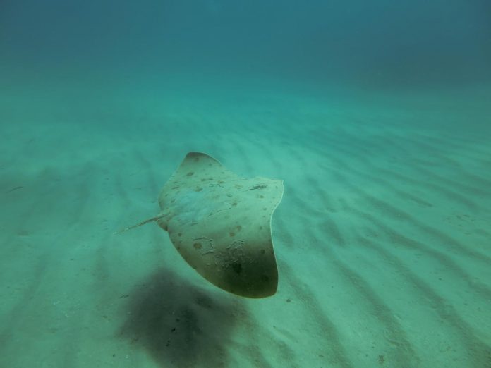 sobre dos de las especies de raya más amenazadas del mediterráneo