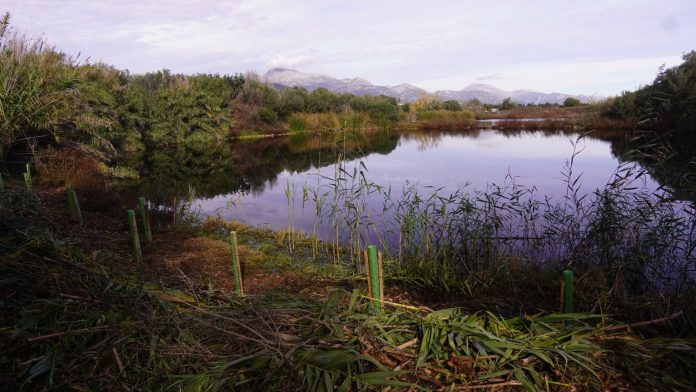 La Agencia Balear del Agua ejecuta la restauración ambiental de las lagunas asociadas a la depuradora de Binissalem